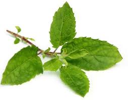 tulsi