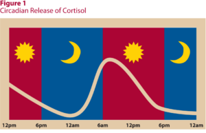 Cortisol-Circadian-Rhythm