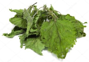 depositphotos_20403005-stock-photo-dried-nettle